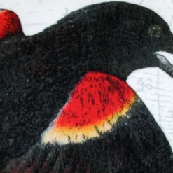 Red-Winged Black Bird Pillow 18X18